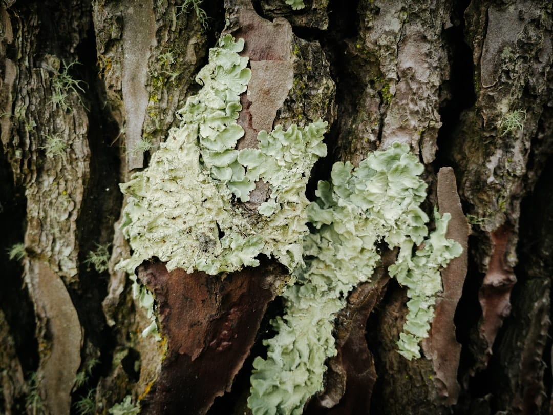 Minimalist, professional image of a large, healthy tree with its extensive and intricate root system visible, symbolizing ...
